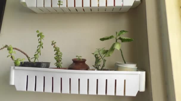 Wall garden indoor home and showing from top to bottom along the edges - Footage, Video