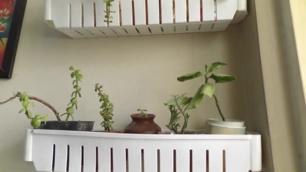 Showing home made wall garden with small plants and bushes - Footage, Video