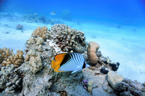 Fish at coral reef. From a scuba dive in the Red sea in Egypt. - Photo, Image