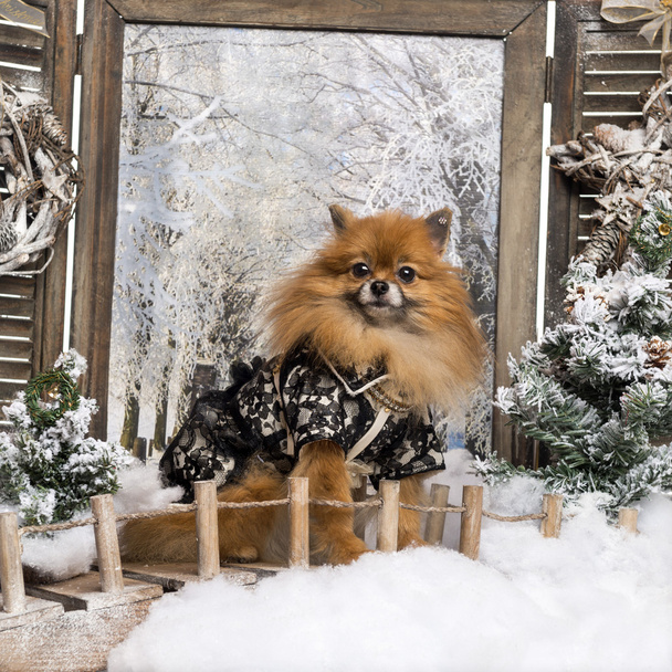 Bridge'de bir kış manzarası oturmuş giyinmiş spitz - Fotoğraf, Görsel