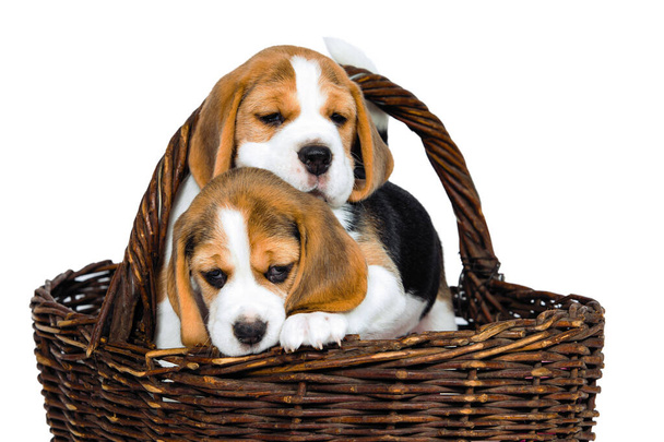 Twee rasechte puppies van een Beagle hond dartelen en spelen op een witte achtergrond in de studio. - Foto, afbeelding
