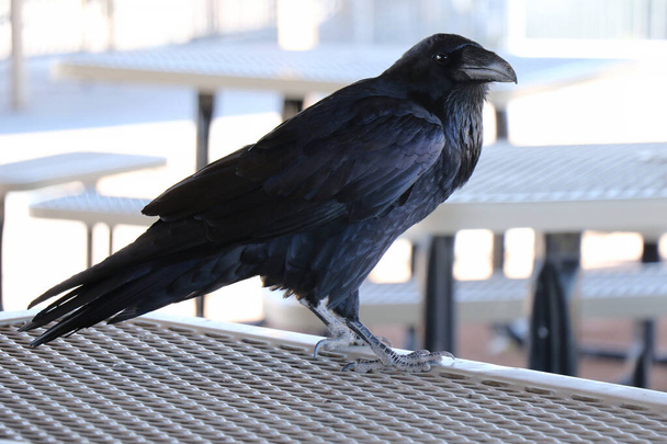 A black raven sits on a metal rail - Photo, Image