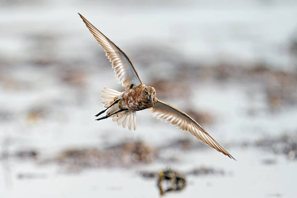 Flautista de rizo (Calidris ferruginea) en vuelo en su entorno natural - Foto, Imagen