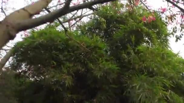ジャングルの森と緑の植物を歩く - 映像、動画