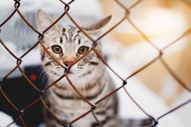 Gato en la jaula en refugio. gatito rayado tristemente mira a través de las barras. - Foto, imagen