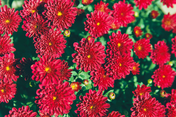 Kasımpatı çiçekleri güzel bir sonbahar arkaplanı olarak kapanır. Sonbahar temalı arkaplan. Seçici odak - Fotoğraf, Görsel