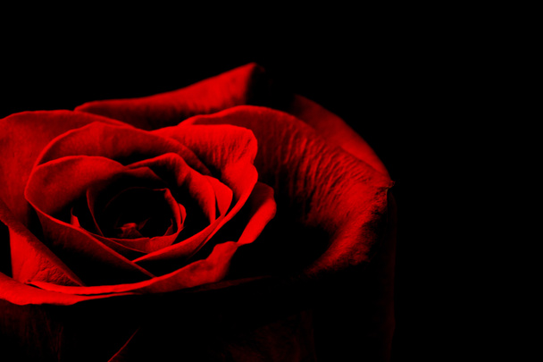 rosa vermelha sobre um fundo preto. close-up. macro - Foto, Imagem