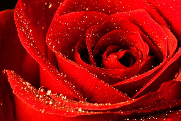 vörös rózsa egy csésze víz fekete háttér. makrofotózás - Fotó, kép