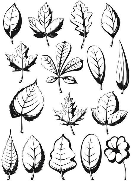 Sziluettnövény levelek illusztráció levél körvonalvektor készlet - Vektor, kép