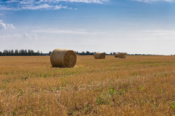 Rolls of hay on a mown field on the edge of the forest on a sunny day. Harvesting. - Photo, image