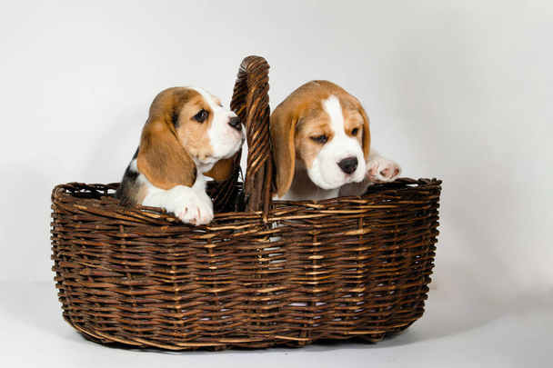 Dos cachorros de raza pura de un perro Beagle jugueteando y jugando sobre un fondo blanco en el estudio. - Foto, imagen