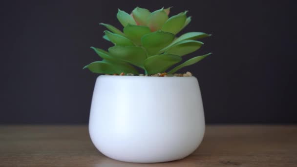 flor verde em um pote branco em pé sobre uma mesa de madeira - Filmagem, Vídeo