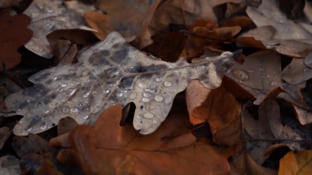 Umgestürzte Blätter von Bäumen mit Tau in Großaufnahme. Herbstzeit - Filmmaterial, Video
