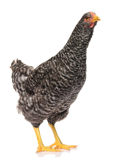un pollo nero isolato su sfondo bianco, riprese in studio - Foto, immagini