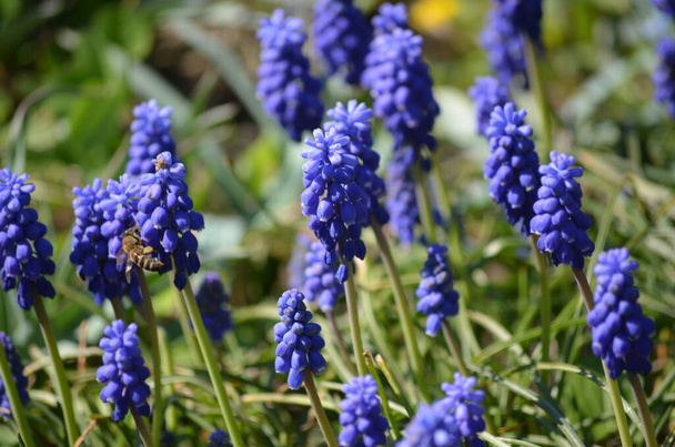 Lähikuva ryhmä tuoreita pieniä pieniä sinisiä kukkia Muscari laiminlyönti tai yhteinen rypäleen hyasintti puutarhassa aurinkoisena kevätpäivänä, kukka tausta valokuvattu pehmeällä tarkennuksella - Valokuva, kuva