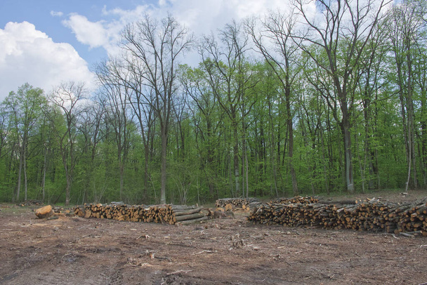 Stacked tree trunks at felling. Forest clearing. Wood harvesting. - Photo, Image
