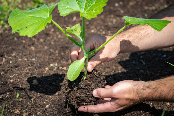 Mannelijke hand planten een kalebas plant in verse grond - Foto, afbeelding