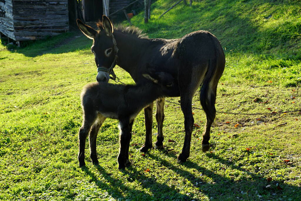 Burro y burro bebé en un prado verde - Foto, Imagen