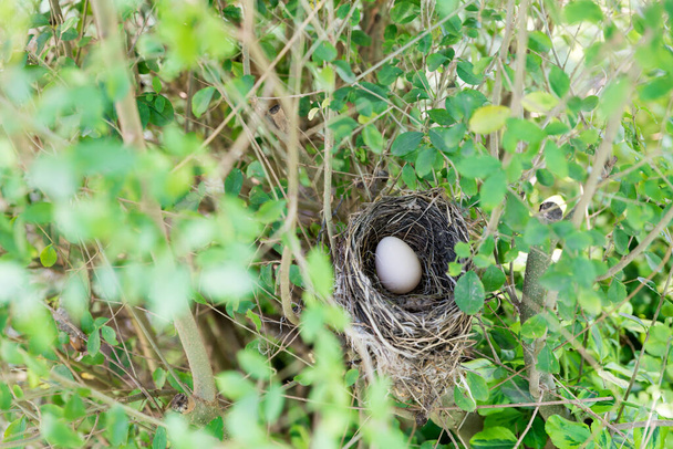 Пташине гніздо з яйцем
 - Фото, зображення