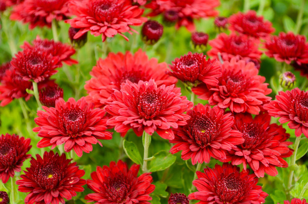Čerstvé květinové pozadí s zářivě červené a oranžové květy chryzantémy, živé zelené listy a rozmazané rostliny . - Fotografie, Obrázek