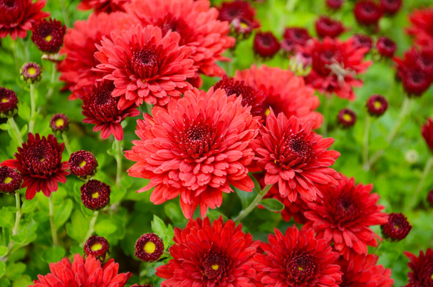 Fondo floral fresco con vibrantes flores de crisantemo rojo y naranja, follaje verde vivo y plantas borrosas . - Foto, imagen