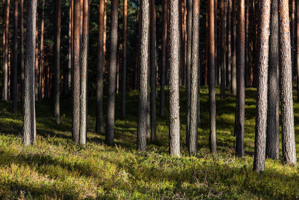 pino tre e vecchi alberi appassiti nella foresta riflessi arguzia - Foto, immagini