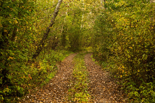 Красивый осенний пейзаж в лесу. Цветная желтая природа в Европе. Удивительная среда. - Фото, изображение