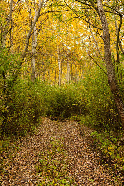 Όμορφο φθινοπωρινό τοπίο στο δάσος. Έγχρωμη κίτρινη φύση στην Ευρώπη. Καταπληκτικό περιβάλλον. - Φωτογραφία, εικόνα