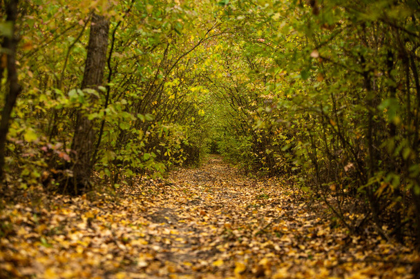 Krásná podzimní krajina v lese. Žlutá barva v Evropě. Úžasné prostředí. - Fotografie, Obrázek