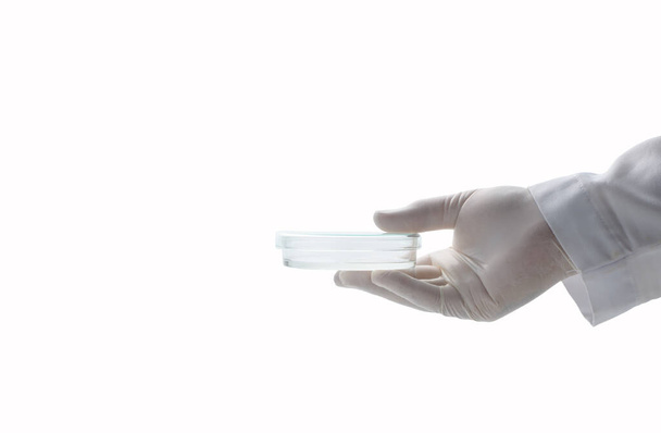 ручной ученый в резиновых перчатках и держать чашку Петри изолированы на белом фоне и копи пространстве, химическая лабораторная стеклянная и научная концепция - Фото, изображение