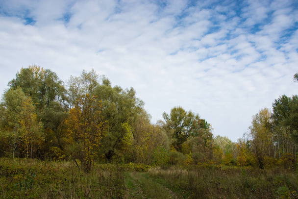 Jesienny krajobraz, żółta trawa na łące, wiejska droga, drzewa i niebo z chmurami. - Zdjęcie, obraz