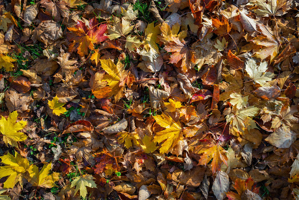 Stapel gevallen herfstbladeren op de grond - Foto, afbeelding