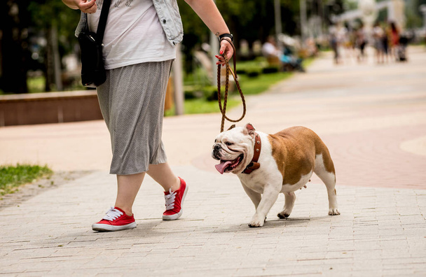 Owner walking with the english bulldog at the park. - Valokuva, kuva