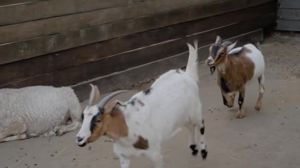Deux petites chèvres ludiques qui courent dans le paddock à la ferme au ralenti - Séquence, vidéo