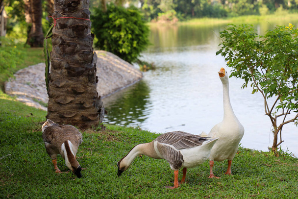  Group goose is eatting grass in garden at thailand - Photo, Image