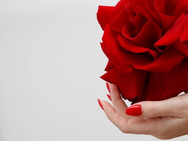Ruce s červenou manikúrou držící jemné růže zblízka izolované na bílém pozadí. Detailní záběr ženských rukou s krásnou profesionální lesklou červenou manikúrou držící ne čerstvou růži. - Fotografie, Obrázek