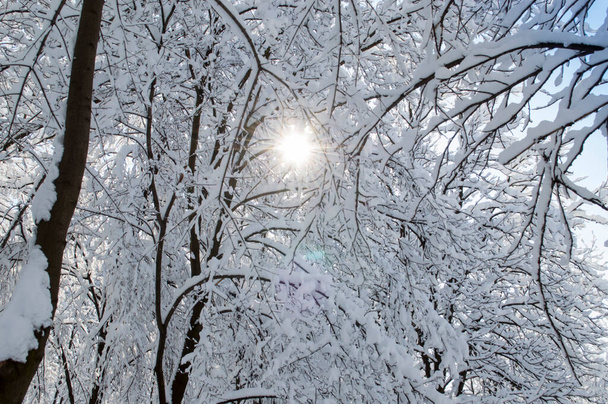 Rayos brillantes del sol rompen a través de las coronas de árboles nevados en el bosque de invierno - Foto, imagen