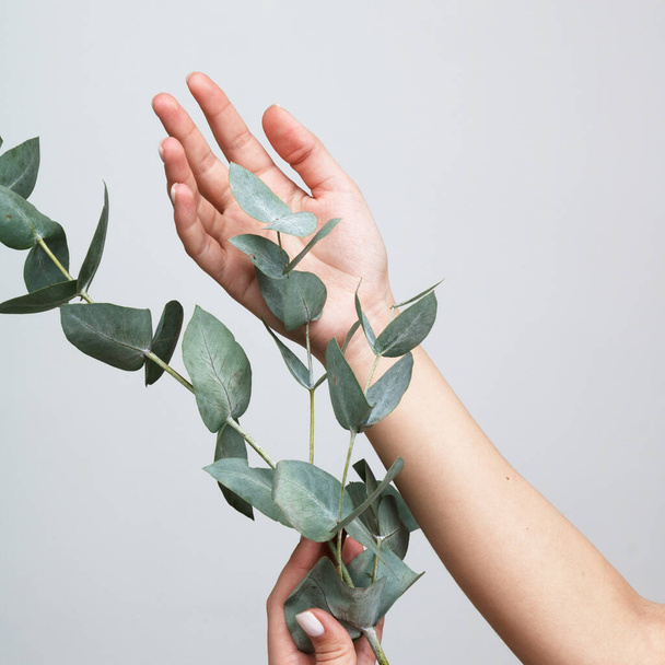 Woman holding flowers eucalyptus on white background. Concept cosmetic body care, anti-wrinkles, anti-aging spa . Female hand with beautiful eucalyptus leaves - Foto, afbeelding