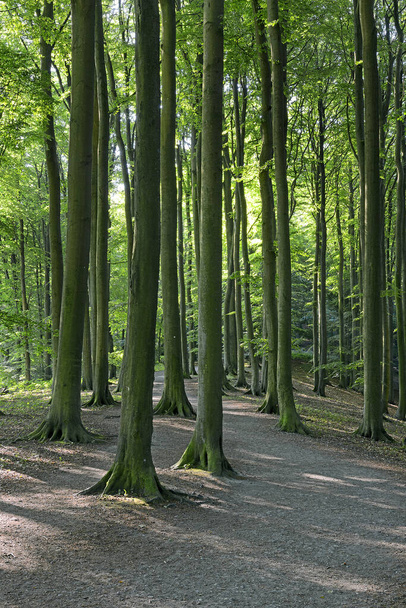Schöner Buchenwald, grüne mystische Landschaft mit Buchen im Wald, Deutschland, Insel Rügen (Rgen), Nationalpark Jasmund, Ostsee, UNESCO-Welterbe - Foto, Bild