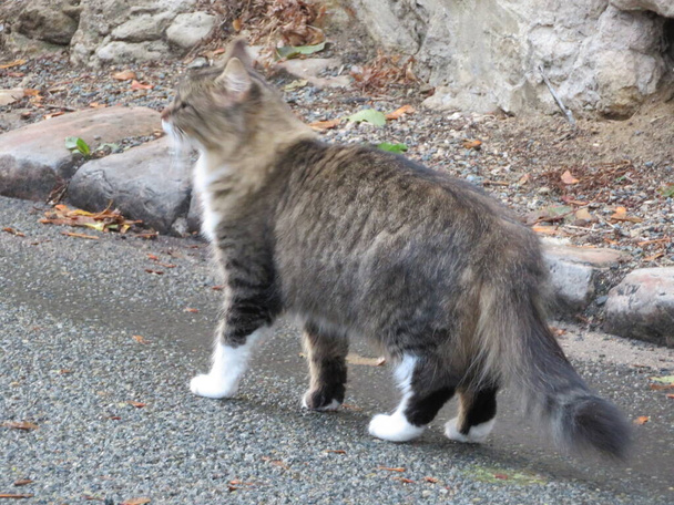 krásná toulavá kočka na ulici bez strachu - Fotografie, Obrázek