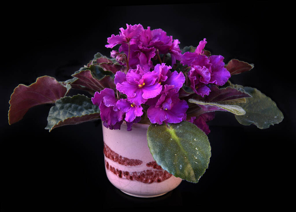 Flowerpot with blooming flowers on a black background - Photo, Image