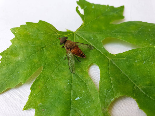 Insectenfotografie - Macro foto van een paardenvlieg (tabanus bovinus) op groen blad, Insect geïsoleerd, Foto van een paardenvlieg op blad - Foto, afbeelding