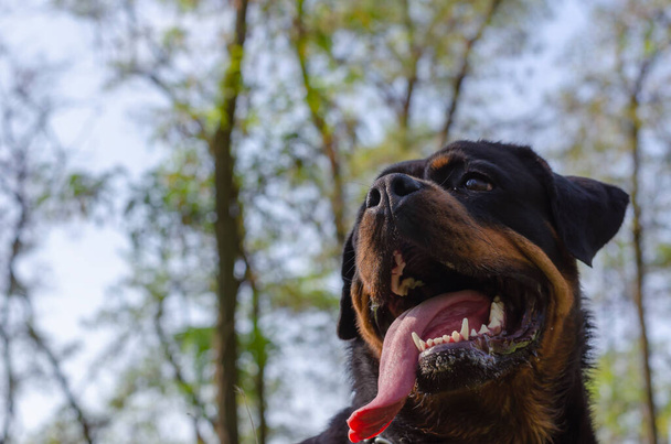 Ritratto di Rottweiler nella foresta autunnale contro il cielo. Allegro animale domestico con la bocca aperta e la lingua sporgono. Rappresentante di razza tedesca Rottweiler. - Foto, immagini