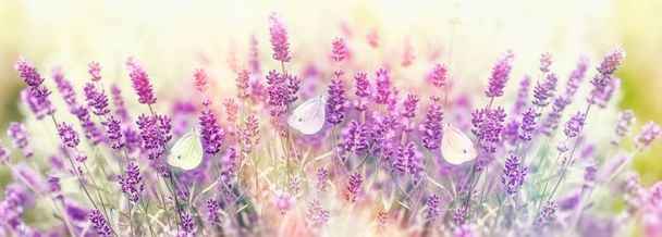 Kaunis luonto kukkapenkkiin, perhonen laventeli kukka - Valokuva, kuva