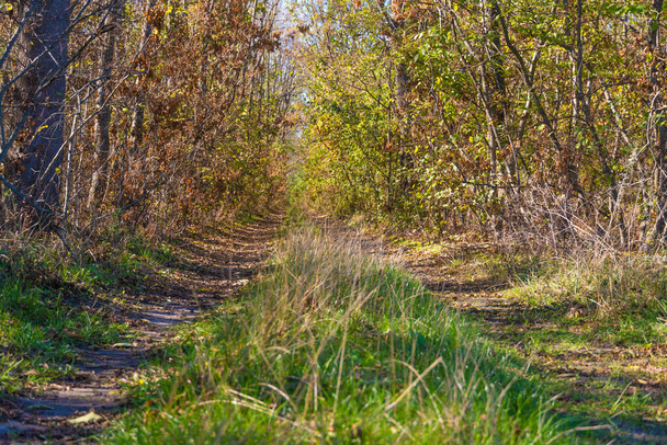 Ein Pfad im Wald. Herbstliche Landschaft - Foto, Bild