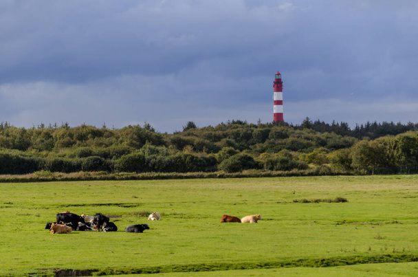 Insel Amrum: Leuchtturm in grüner Landschaft mit Tieren im Vordergrund an bewölkten Tagen - Foto, Bild