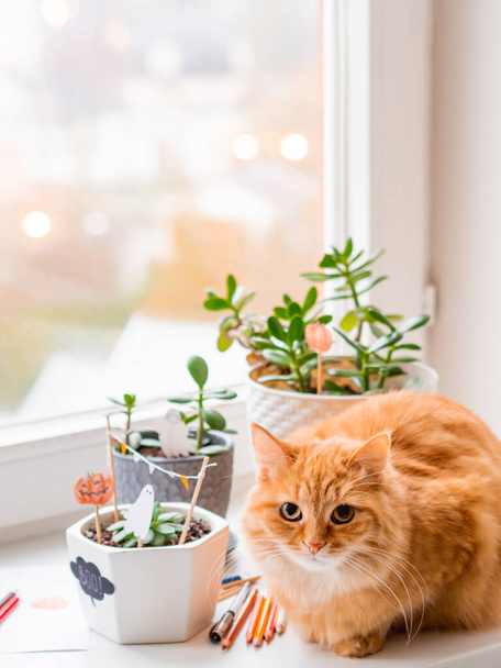 Cute ginger cat and flower pots with handmade decorations for Halloween. Painted ghost and pumpkin in flower pot with succulent plant. Cozy home. - Φωτογραφία, εικόνα