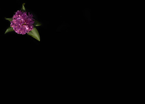 Pink rhododendron flower on a black background - Photo, Image