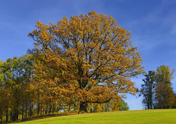 Herbst im Park, Silherovice bei Ostrava, Tschechische Republik - Foto, Bild