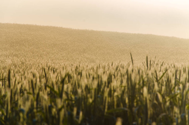 an ear of wheat in the fog. Early summer morning. - Photo, image